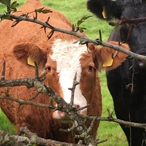 Meet your Posher, Elliot